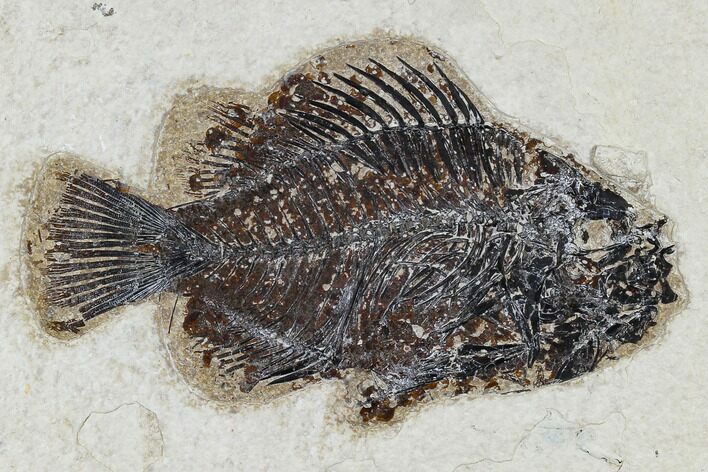 Fossil Fish (Cockerellites) - Green River Formation #113888